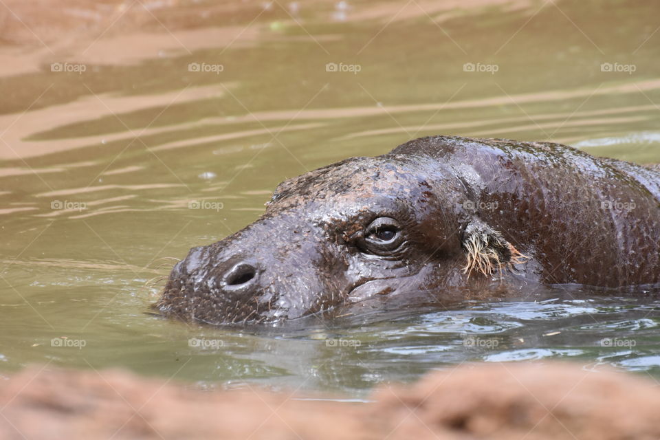 Close-up of a young hippo in the water
