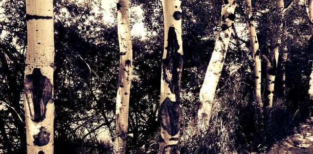 tree