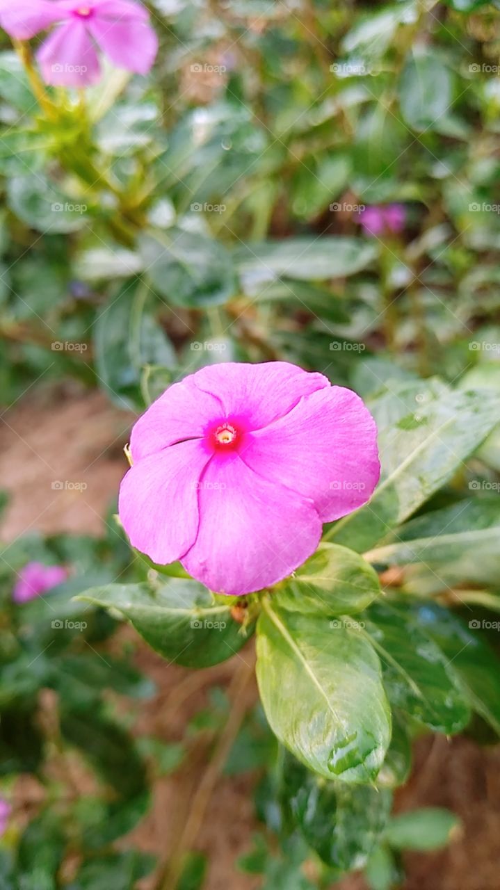 flower