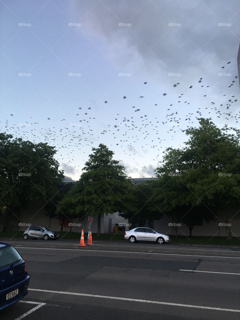 Tons of birds 🦅