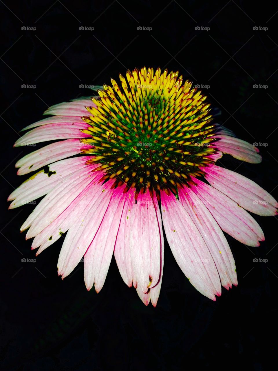 Coneflowers Pink, Floating. Took this pic after late afternoon. It looks like the flower is floating in the darkness.
