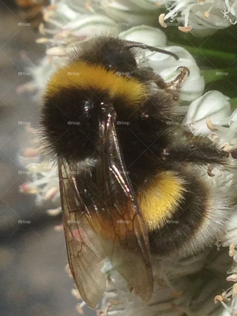 Bee