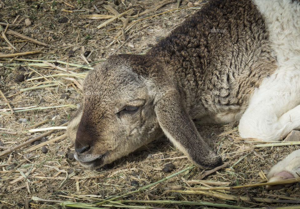 Baby goat lying on straws