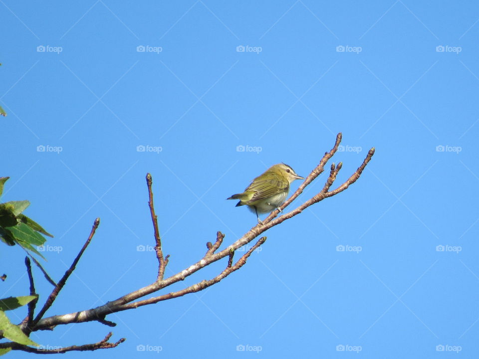 Red-eyed Vireo
