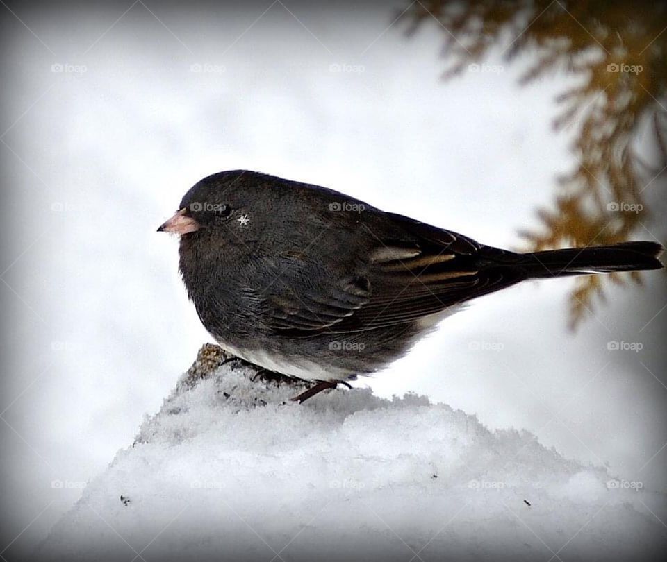 Real snowflake on his cheek