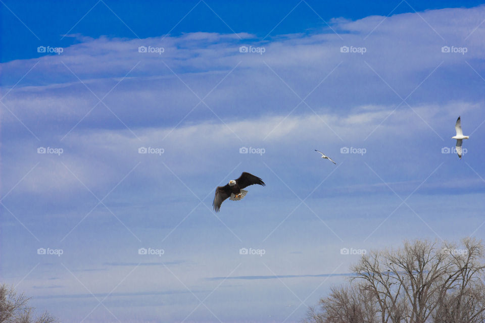 Eagle with fish in claw
