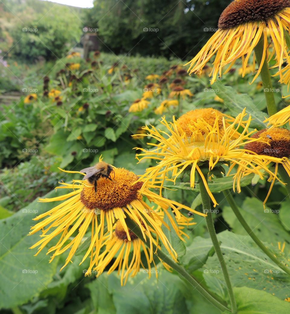 Bees at Fryup