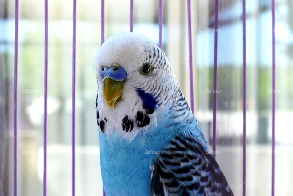 Mission Birds&Bees - Nature in Motion