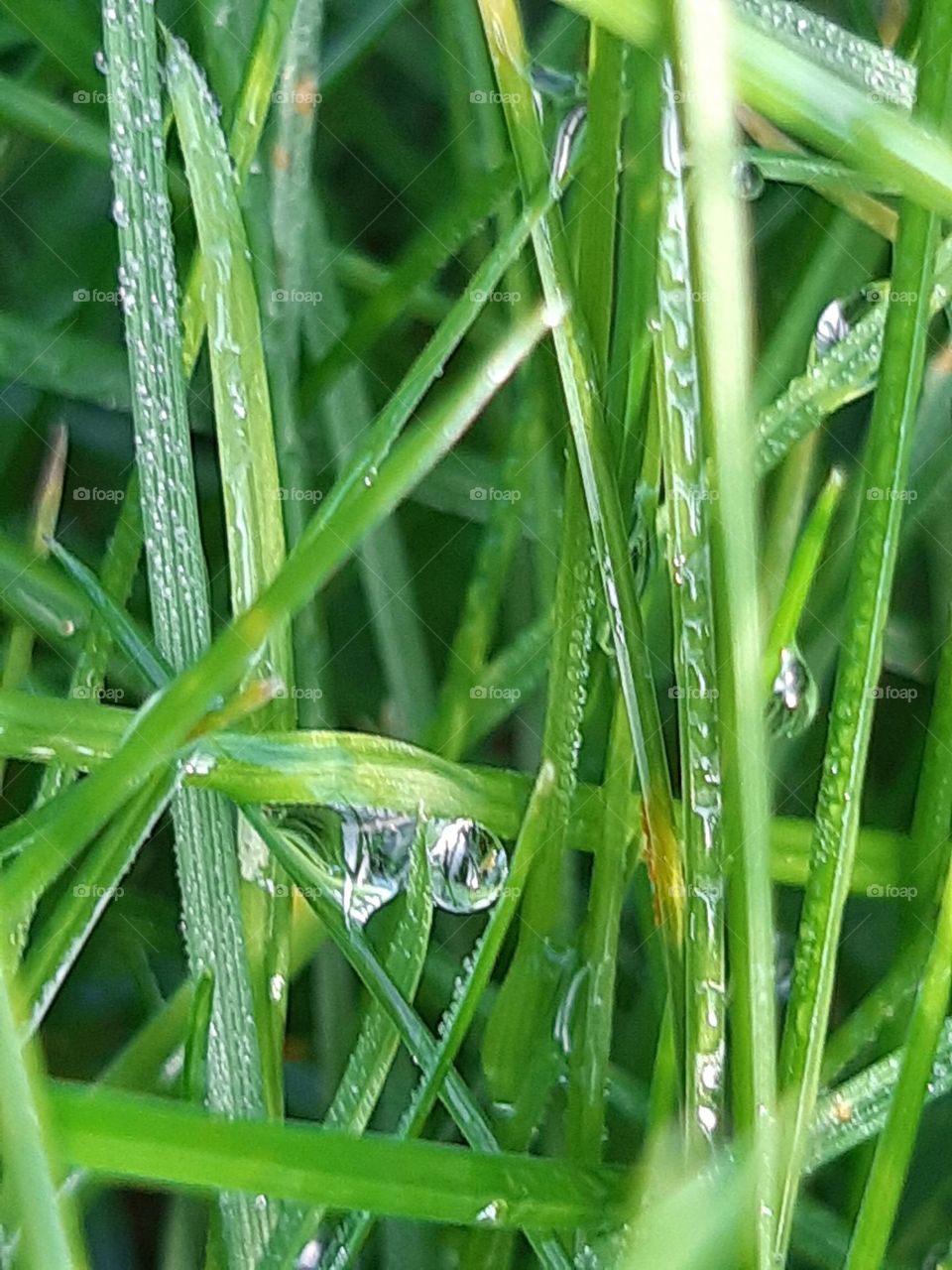 drops of crystal water on fresh green grass, very natural, after rain