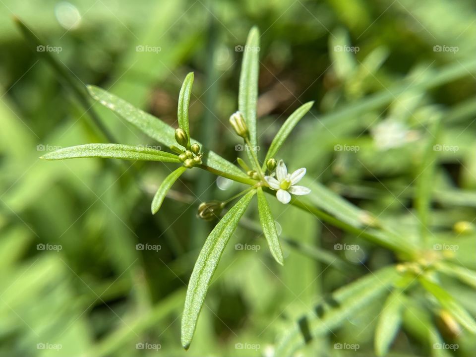 Tiny white flowers 