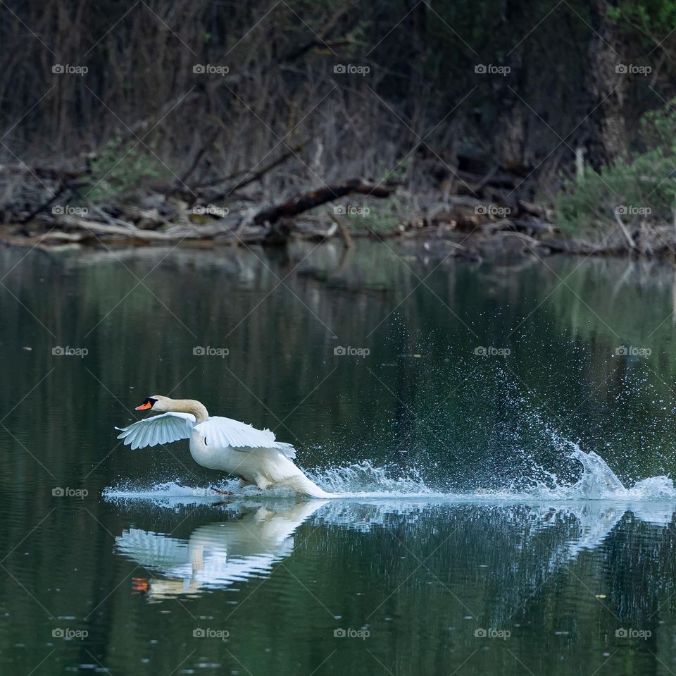 Dancing on the water