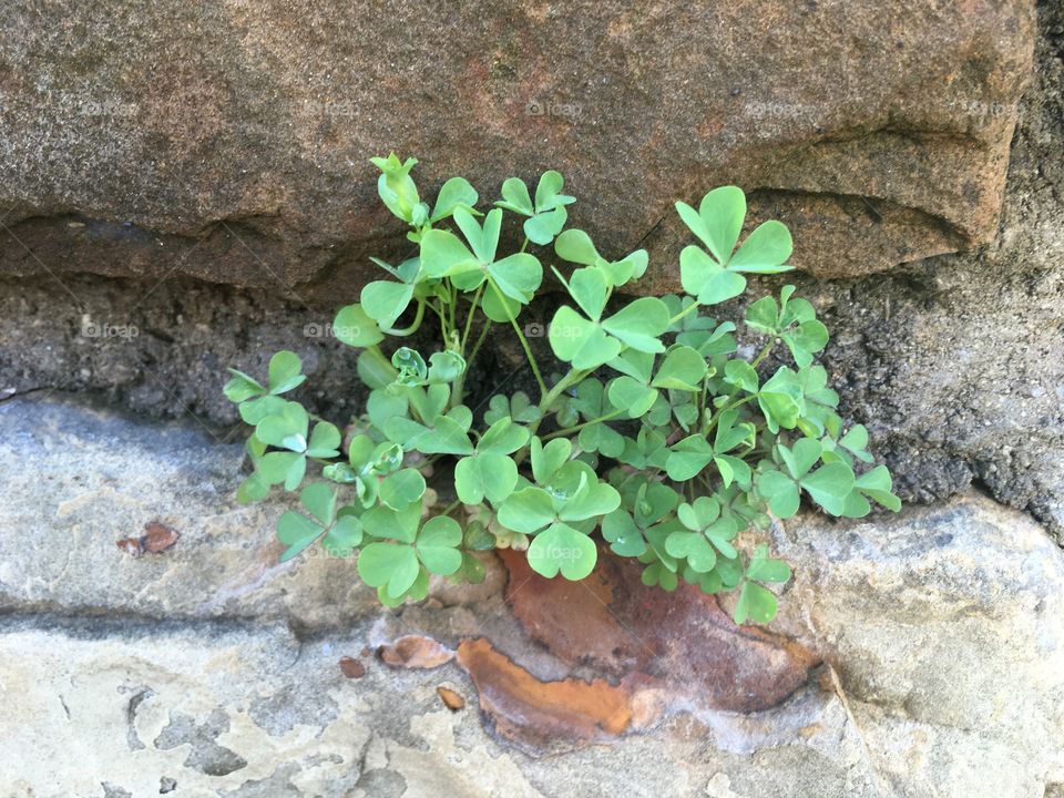 Clover growing in rock