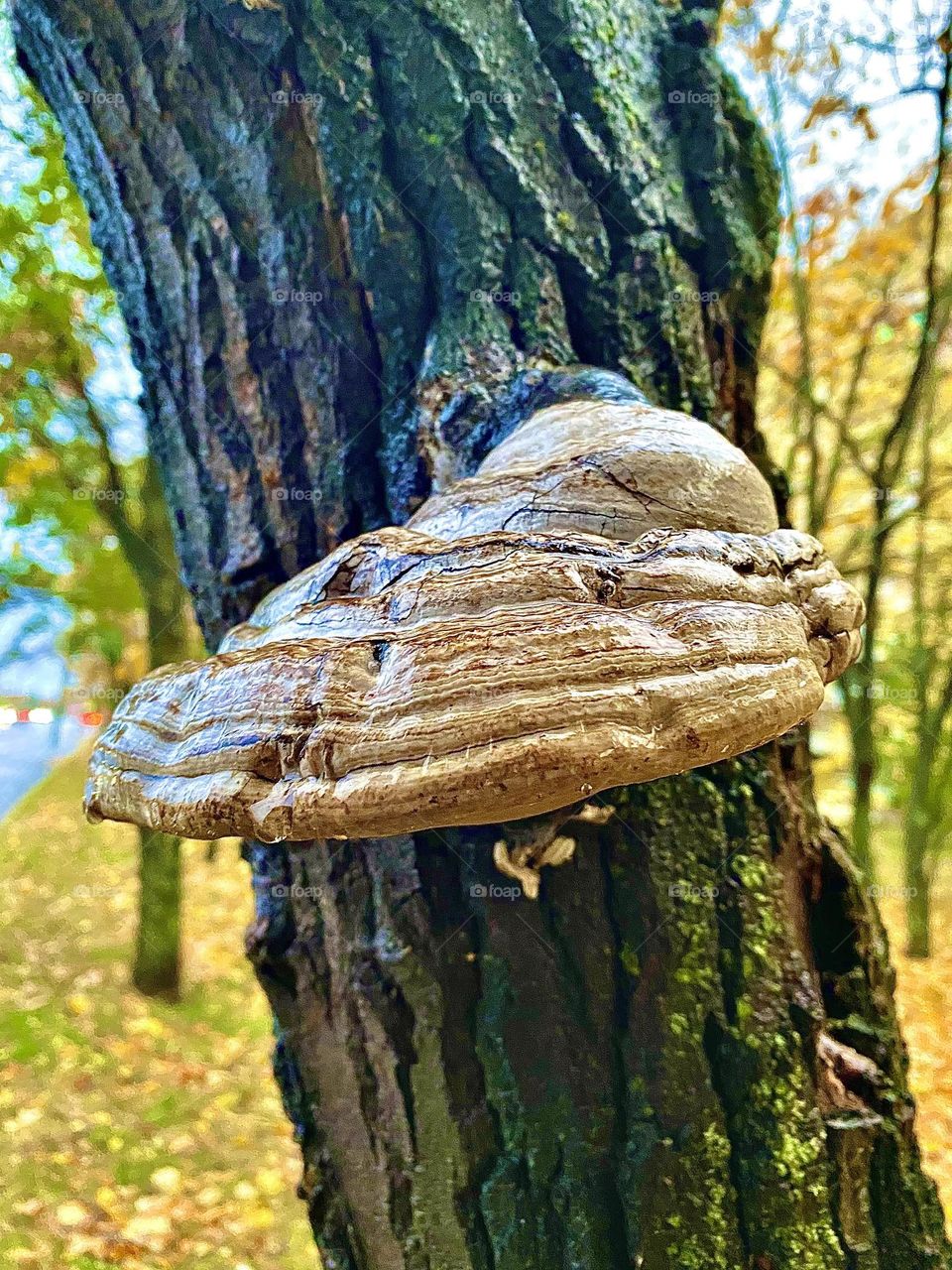 #fungus #bark
#tree
#Autumn #