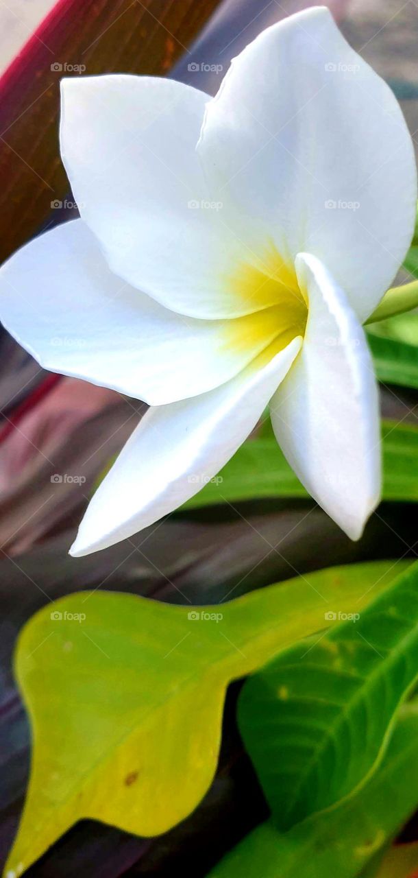 beautiful white flower, delicate and splendid