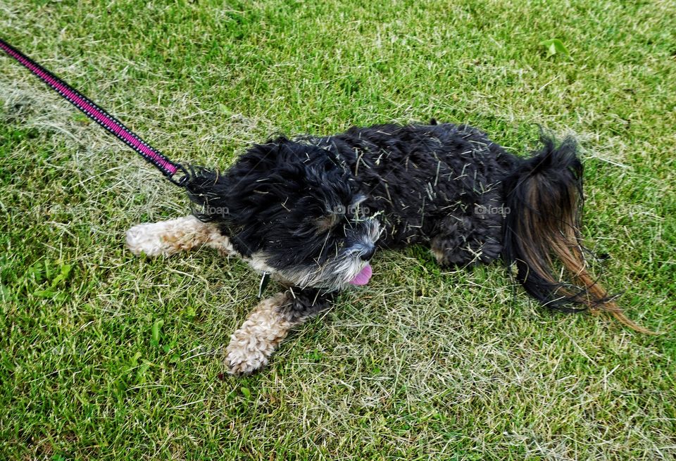 Dog lying down on the grassy land