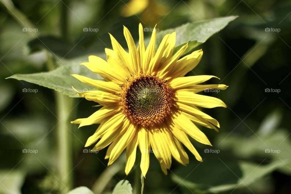  sunflower