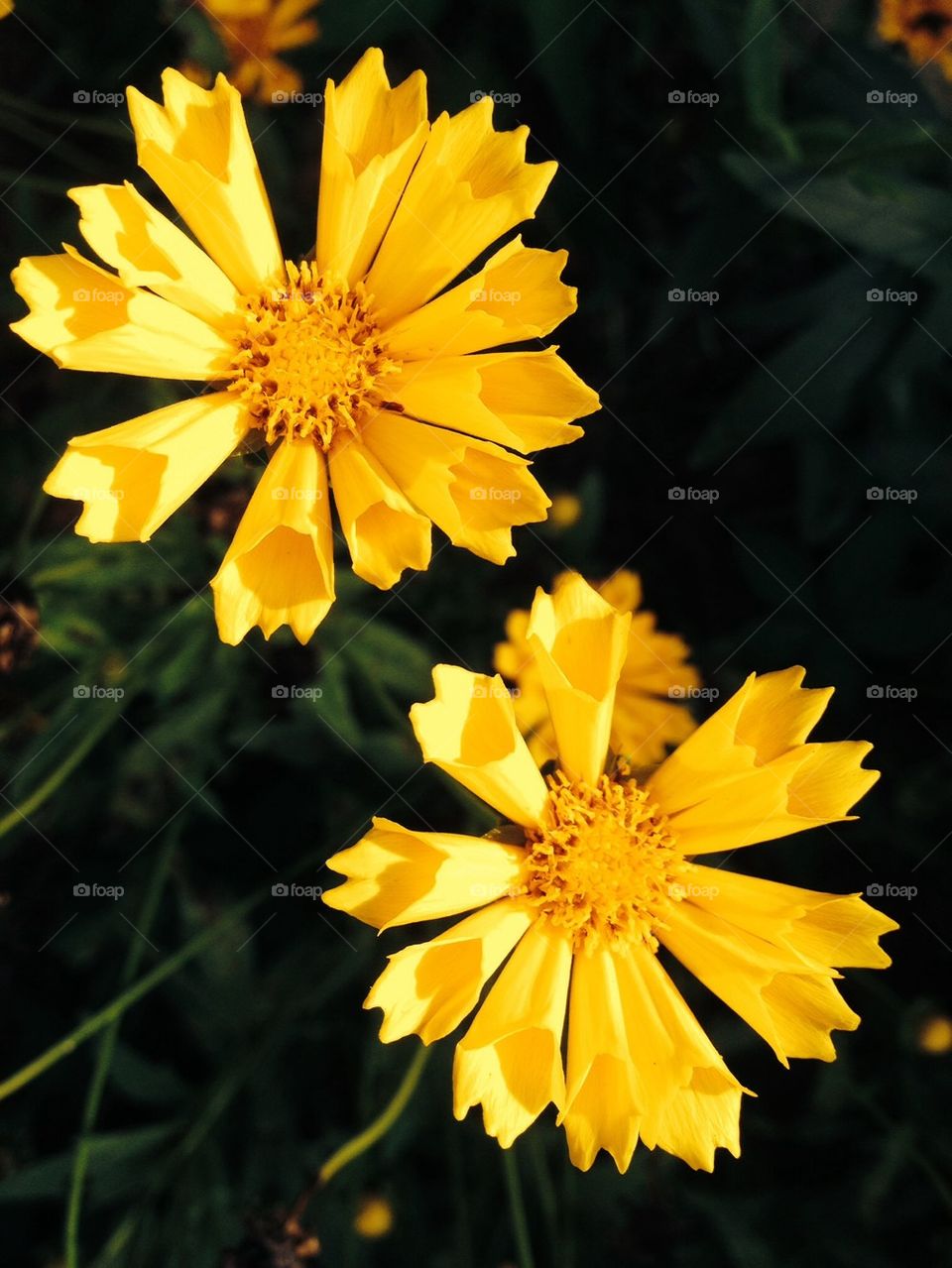 Firework Flower Display