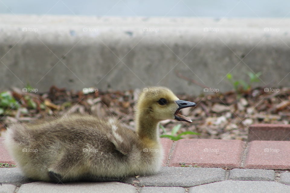 Small gosling lying down with beak open, calling out to mom