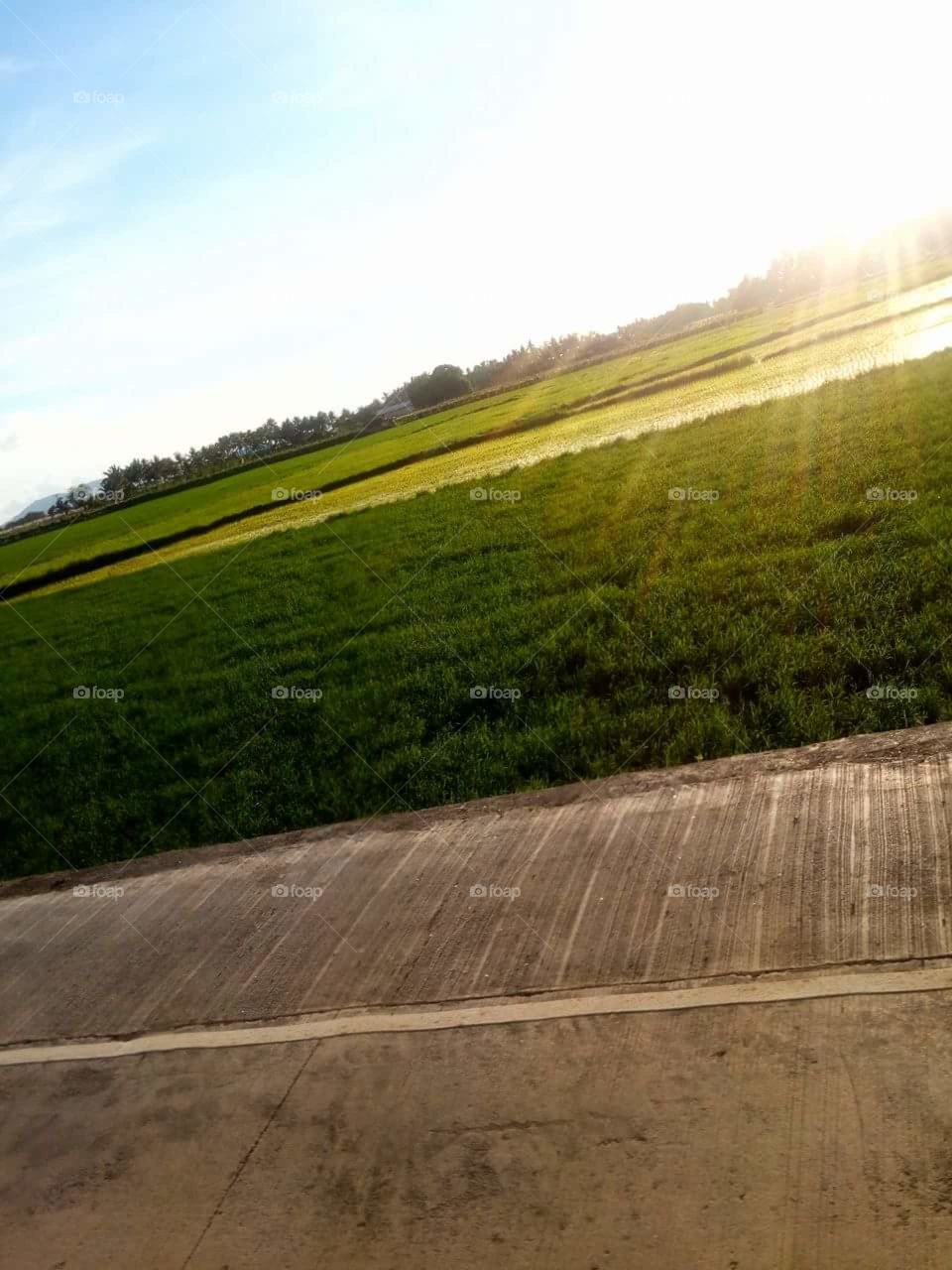 capture from the Farm