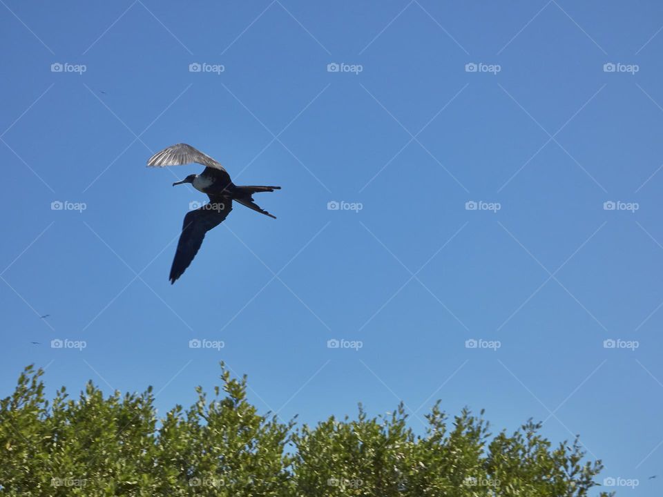 Gaviota captada en el aire en un entorno de naturaleza