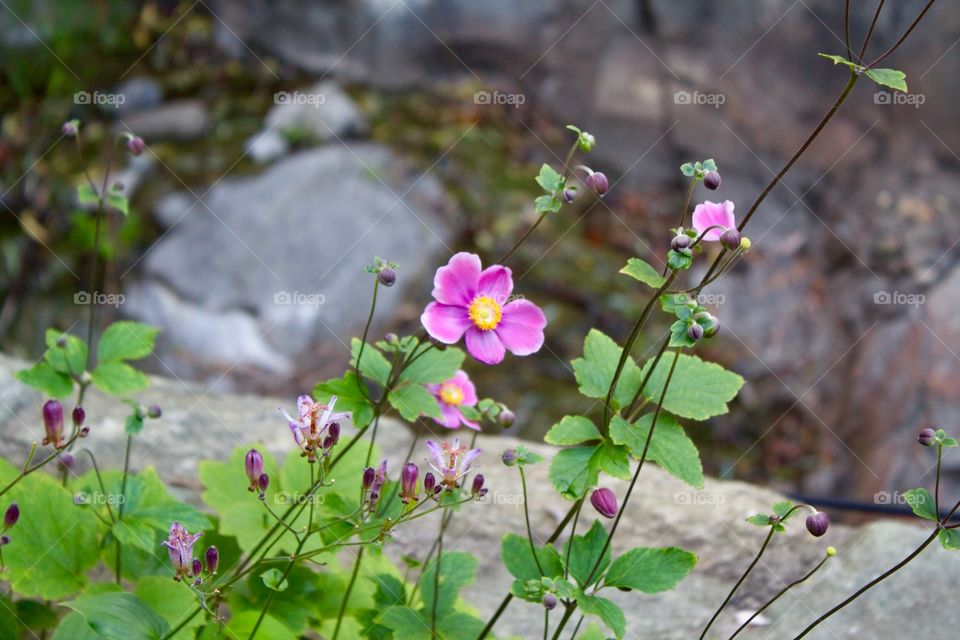 Purple flowers  🌸 