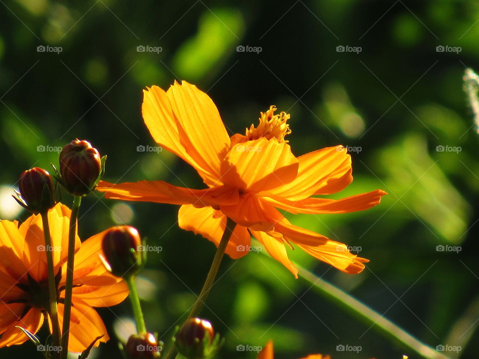 Orange flower in sunlight