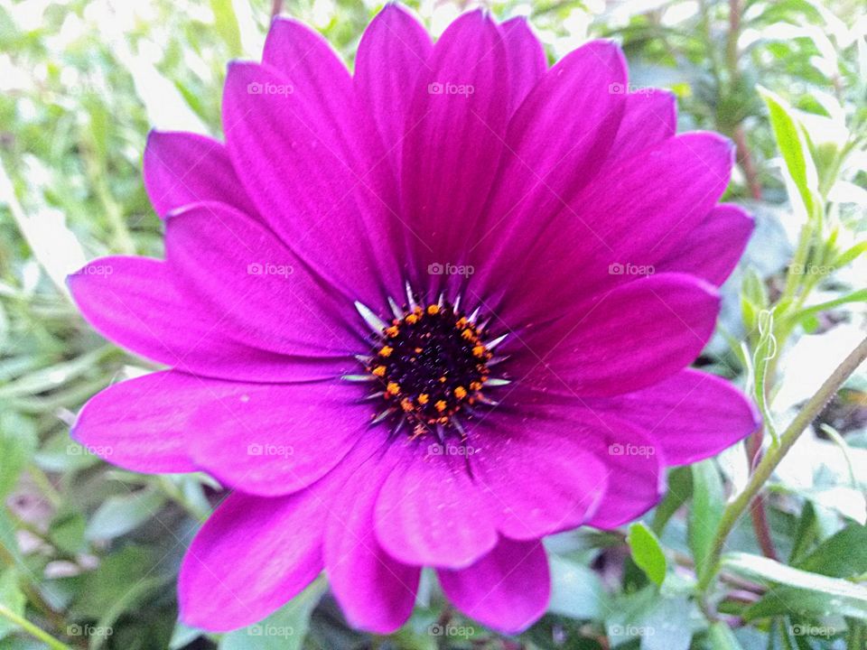 close up of purple Flower