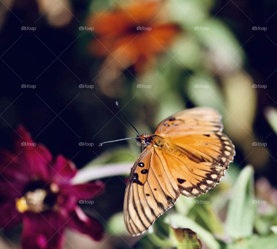 Wine colored flower and butterfly 