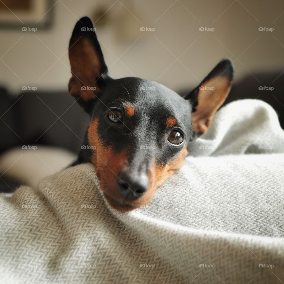 Miniaturepinscher 