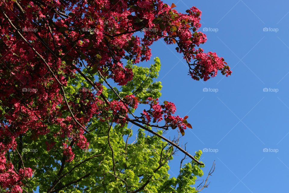 Beauty of Nature and Environment
Green Leaves and Red Flowers