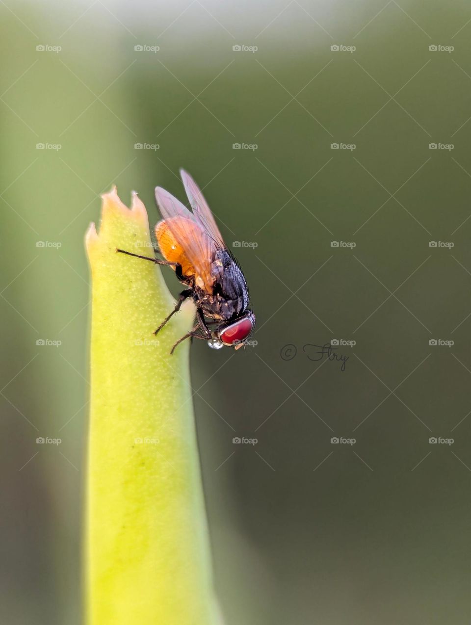 fly feeding on nectar