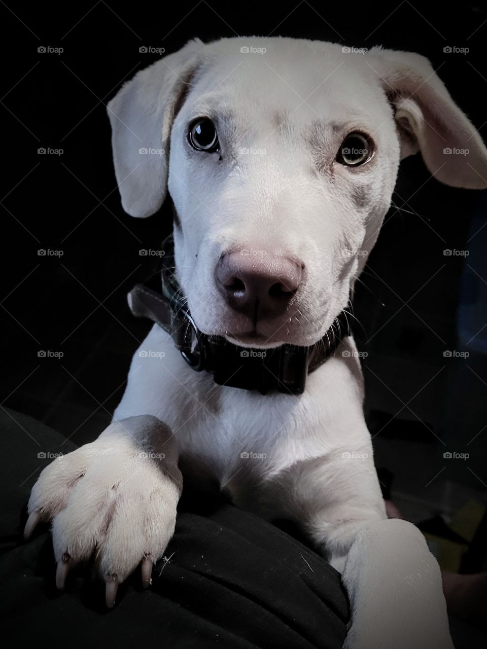 My good boy, Bear. He's a Labrabull.