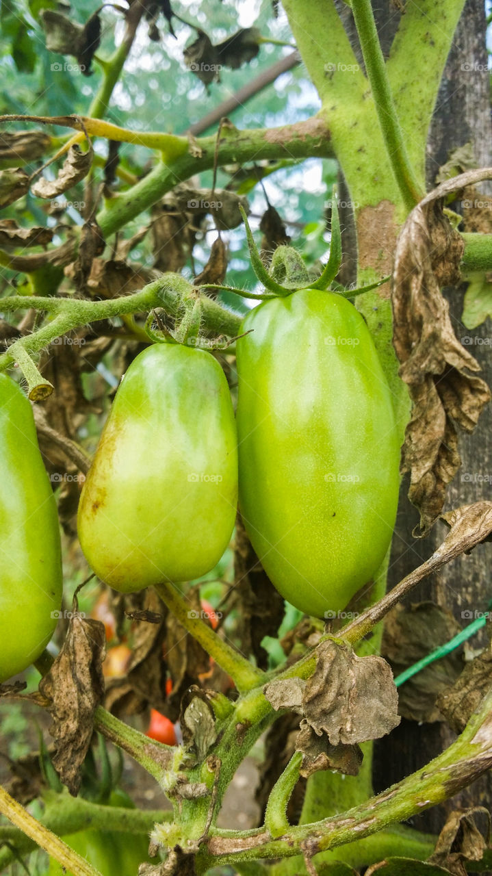 green tomato. tomato growing in garden