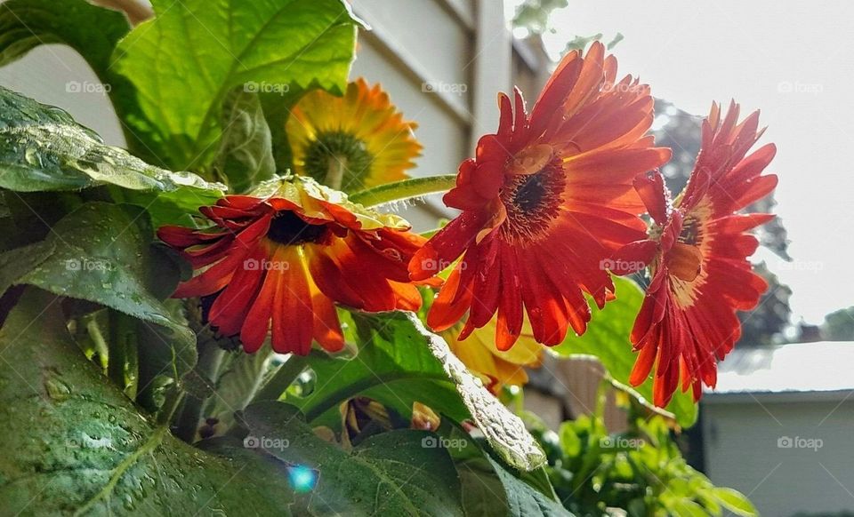 spring flowers in Minnesota