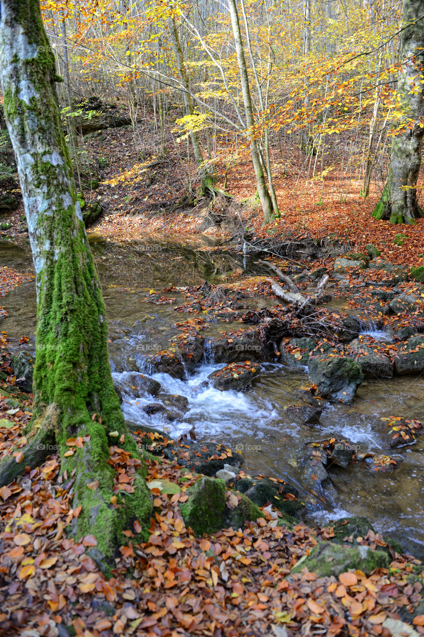 autumn landscape of Maisinger Schlucht canyon in Starnberg, Bavaria. Germany. Stream flowing