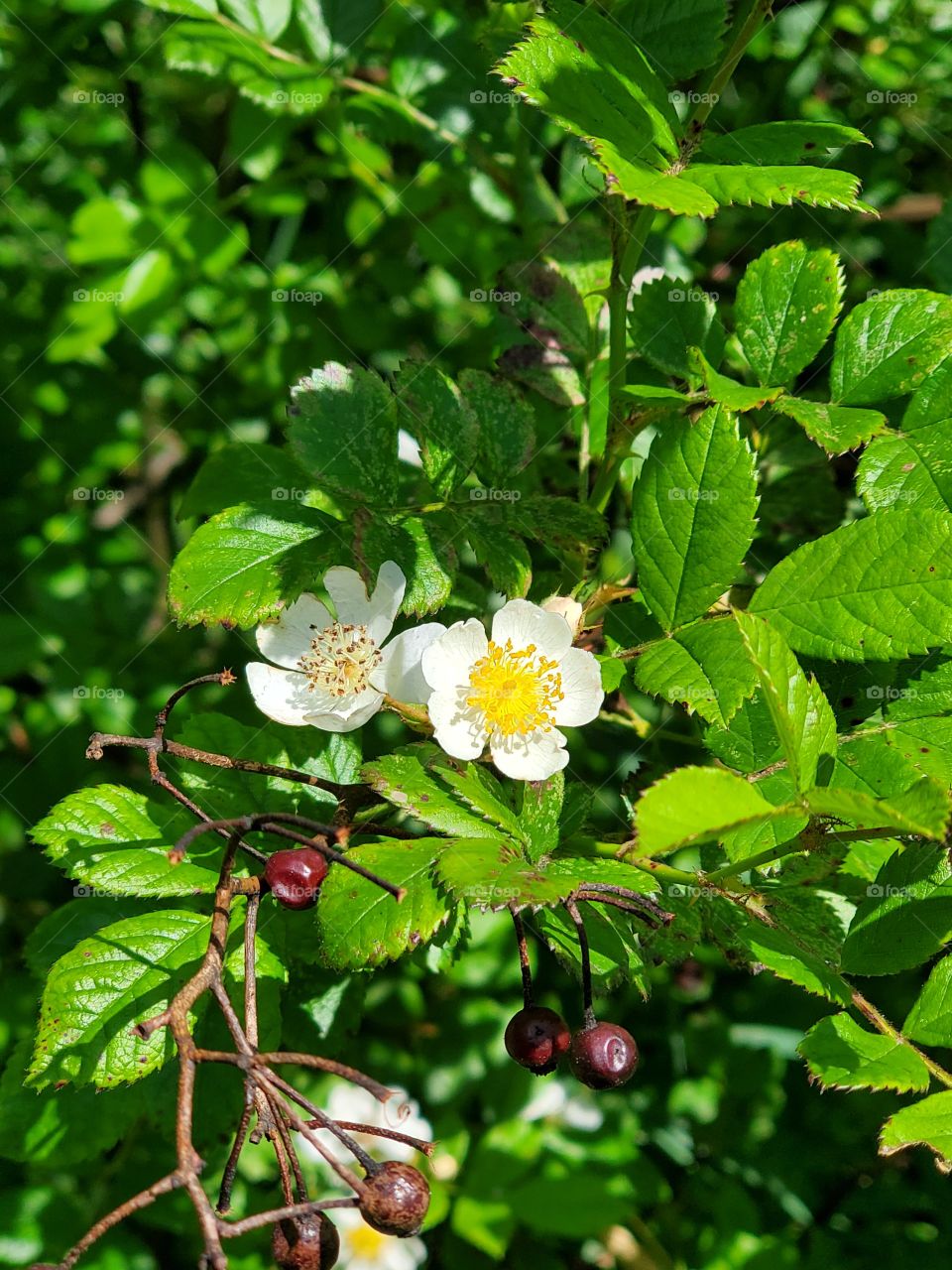 wild roses, rosehips