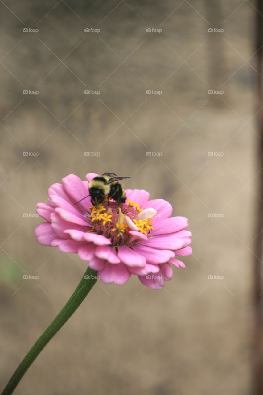 A bee pollinating a zinnia. 