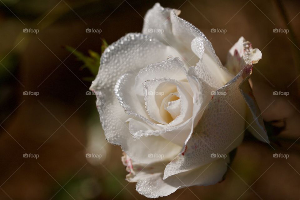 White Rose