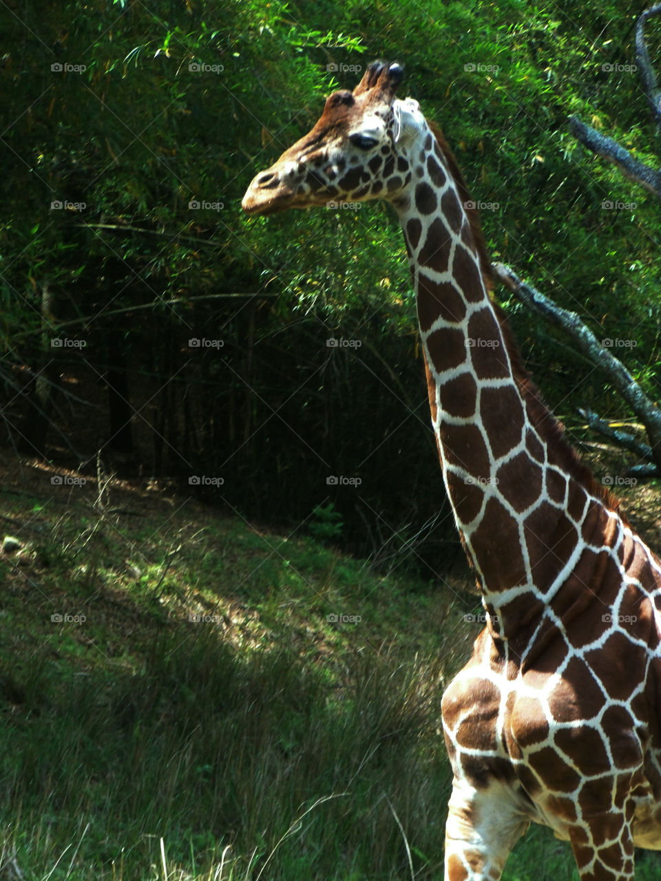 Giraffe stops Kilimanjaro Safari trek at Disney's Animal Kingdom. 
