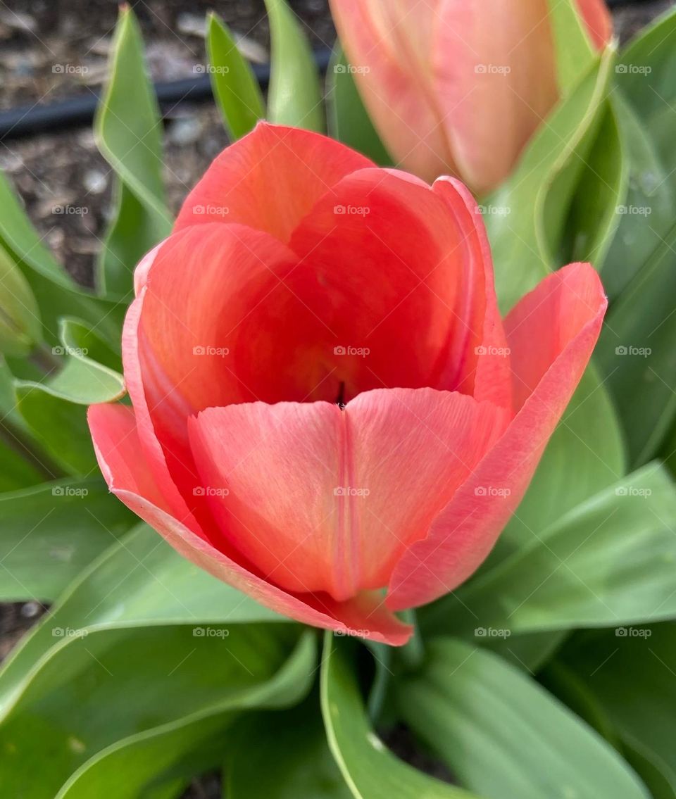 Tulip bloom in spring