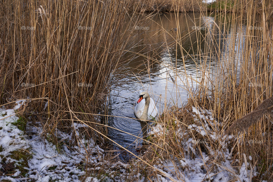 The arrival of the swans. 
