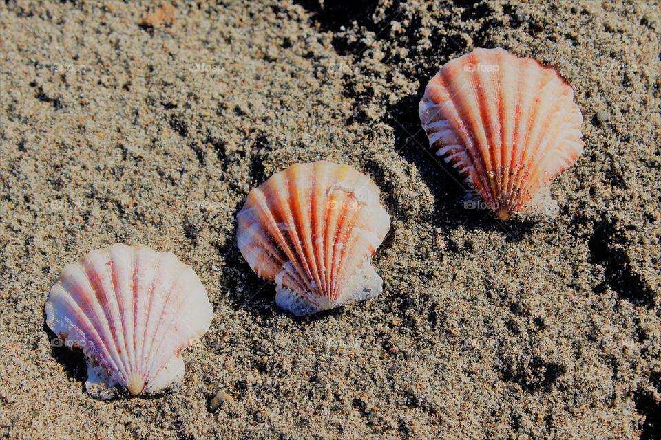 close up three seashells laying on a Sandy Beach