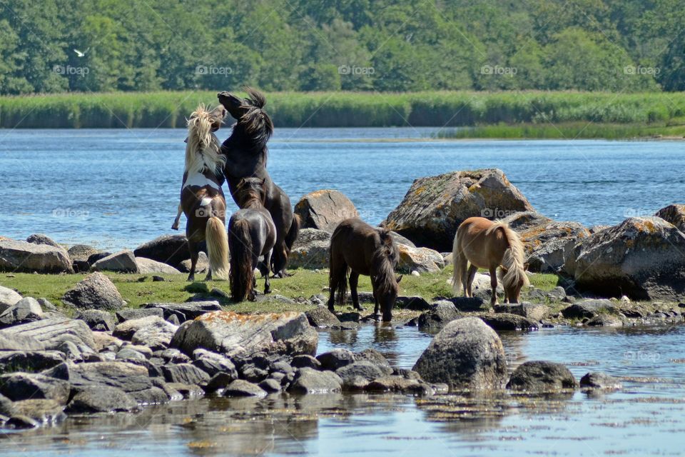 Shetland ponies in Listerby archipelago