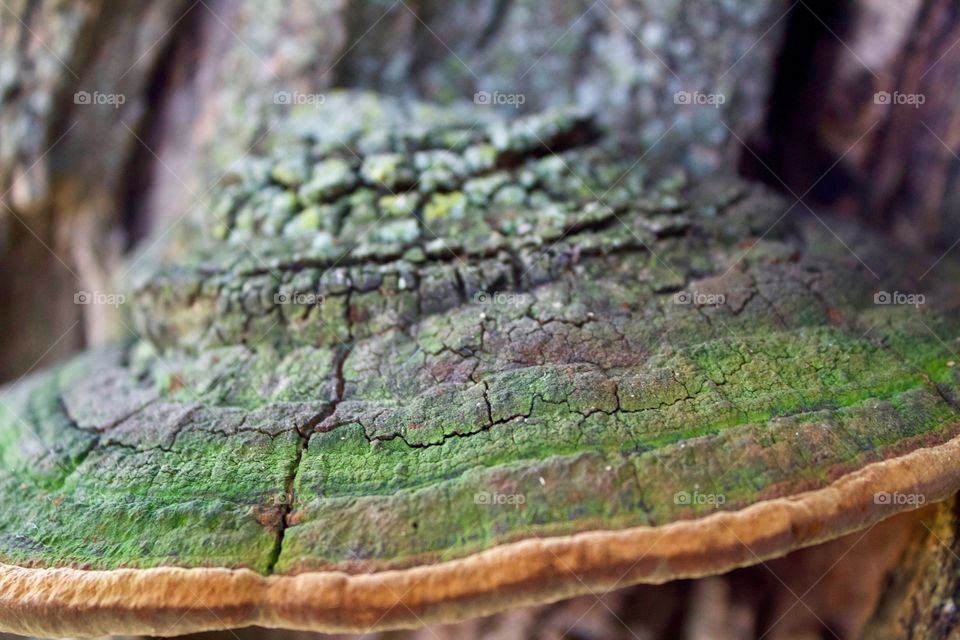 Shelf Lichen