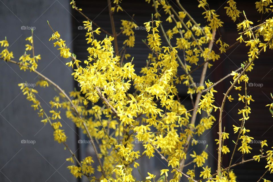 Yellow spring flowers