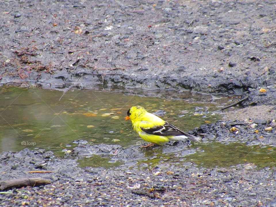 New Jersey's state bird the Yellow Finch 