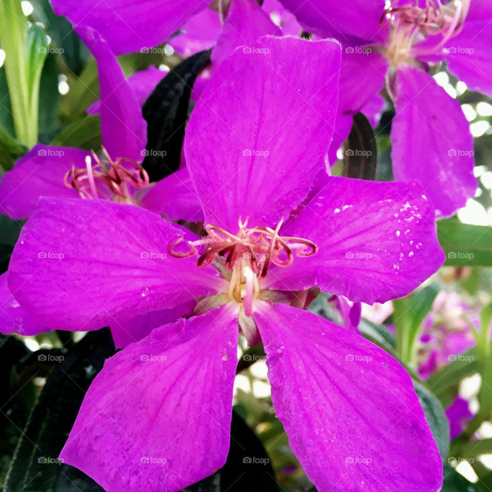 🌺Fim de #cooper!
Suado, cansado e feliz, alongando e curtindo a beleza das #flores da #quaresmeira roxa.
🏁 🙆‍♂️ 
#corrida #treino #flor #flower #flowers #pétalas #pétala #jardim #jardinagem #garden #flora #run #running #esporte #alongamento