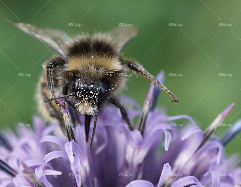 Close up of a bee collecting pollen from a flower growing in my sister-in-laws allotment garden 🐝