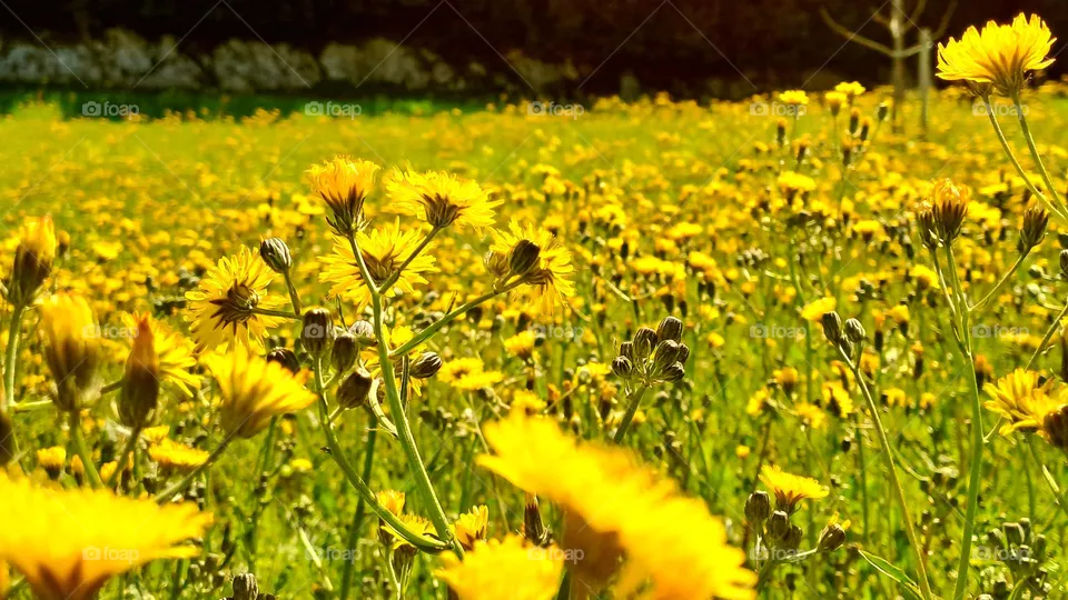 Primavera amarilla