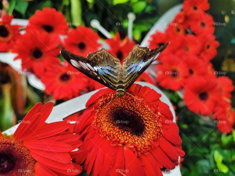 Had a 7hrs layover in Singapore and got a chance to stroll around the Changi Airport and tour around Butterfly Garden.